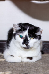 A black and white cat with striking blue eyes is on the floor