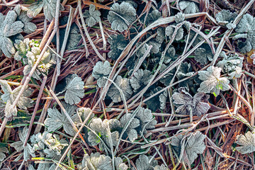 Frost-covered Leaves and Grass in a Tranquil Morning Setting