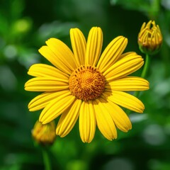 Fototapeta premium Yellow daisy flower, vibrant petals, macro photography, blurred green background, nature close-up, detailed center, sunflower-like bloom, garden flower, bright sunny day, sharp focus, botanical imager