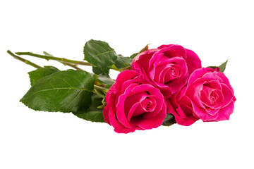 Close-up of isolated roses displaying their vibrant colors and delicate petals symbolizing love.