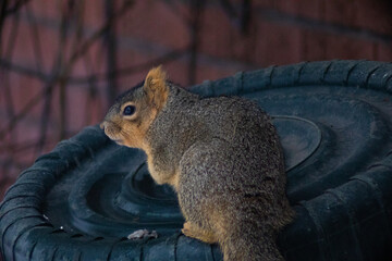 Squirrel sitting on a bucket on a snowy day in eastern Idaho