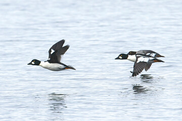 Common goldeneye soaring above water.