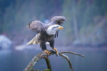 Bald eagle perched on branch with fish.