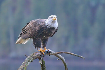 Bald eagle with fish in talon on a branch.