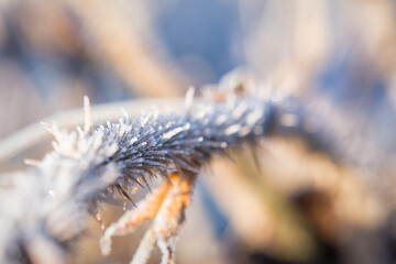 Frost-covered Branches Glisten in the Morning Light During Winter Season