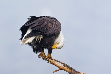 Perched eagle preens itself on a branch.