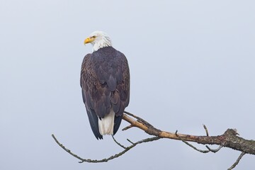 Bald eagle on a foggy day.