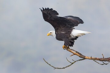 Bald eagle prepares to fly off branch.