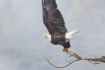 Bald eagle spreads its wings to fly off branch.