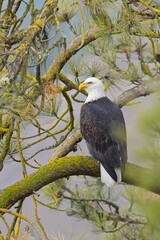 Bald eagle perched in a pine tree.