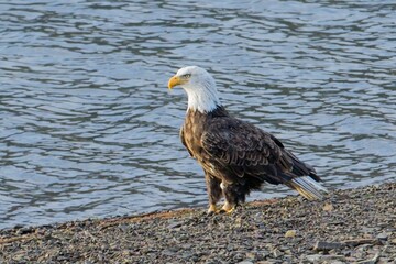 Bald eagle on the shore by a lake.