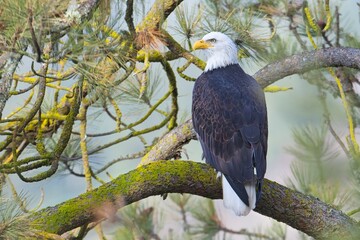 Bald eagle on a branch in a pine tree.