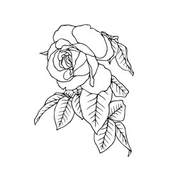 Line sketch, rose flower outline. Simple botanical elements. Vector graphics.