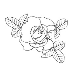 Line sketch, rose flower outline. Simple botanical elements. Vector graphics.