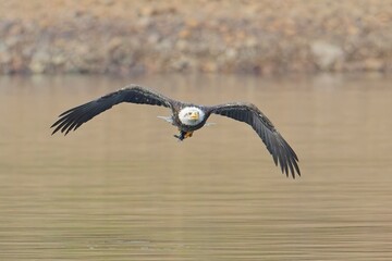 Bald eagle holding a fish flies low.