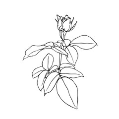 Line sketch, rose flower outline. Simple botanical elements. Vector graphics.