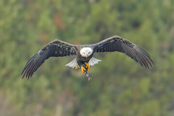 Bald eagle adjusts the fish in its talons.