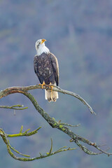 Bald eagle looks upward from a branch.