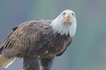 Close up of eagle looking at the camera.