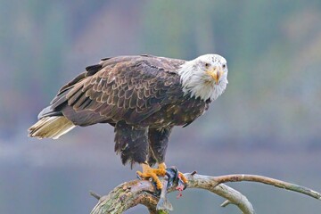 Alert bald eagle with fish in its talons.