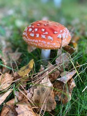 A vibrant fly agaric mushroom with a red cap and white spots stands amidst green grass and fallen autumn leaves. The scene captures the essence of a woodland setting, showcasing natural beauty, season