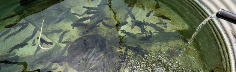Stainless steel tank with freshwater piped in, fish farm aquiculture, live fish for fresh protein food production on a community farm, Lewa, Kenya, Africa
