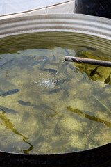 Stainless steel tank with freshwater piped in, fish farm aquiculture, live fish for fresh protein food production on a community farm, Lewa, Kenya, Africa
