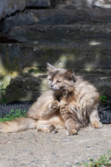 A cat is peacefully sitting on the ground intently looking at the camera