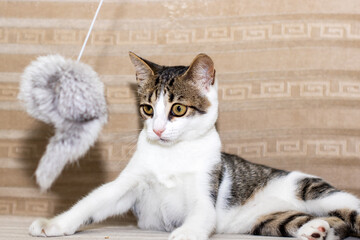 A playful cat is having fun with a colorful toy on the couch