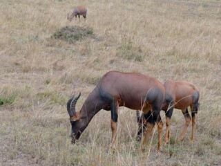 Topi grazing in dry grassland of african savannah