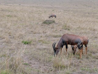 Topi grazing in dry grassland of masai mara national reserve