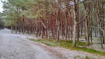 Dębki zimą. Las madmorski.