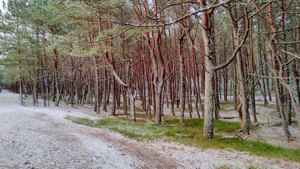 Dębki zimą. Las madmorski.