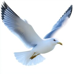Fototapeta premium 3D Seagull Isolated and White Background