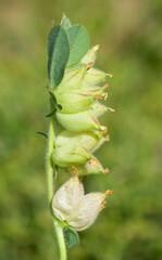 wild plants. self-growing yellow flowers in nature.