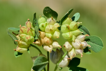 wild plants. self-growing yellow flowers in nature.