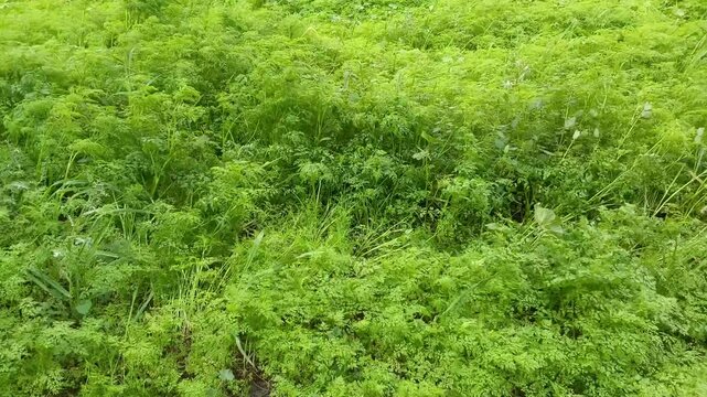 Green poison hemlock plants swaying gently in the breeze