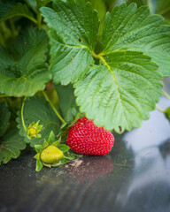 Strawberry Sweetness