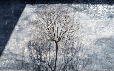 Bare tree casting shadow on cracked pavement.