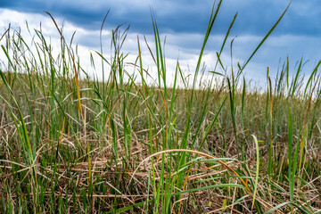 Matted tangle of grass in the Florida Everglades with cloudy sky in the background. 