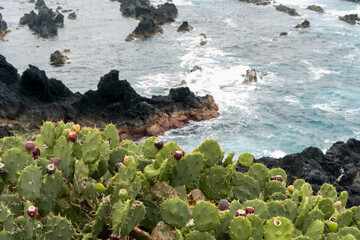 Cactus on the rocks above the ocean