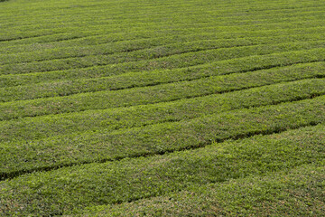 tea field