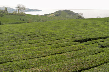 green tea plantation