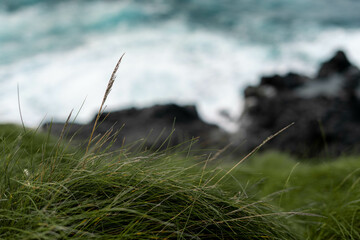 grass on the beach