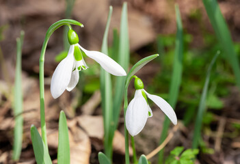 photos of white flowers, winter flowers and snowdrops