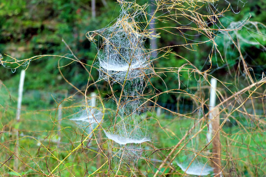 Sparkling construction of the web of a Frontinella frutetorum spider (The Sheetweb Weaver), covered in droplets from the early morning dew
