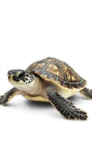 Fototapeta premium Isolated Turtle on White Background for Wildlife and Nature Related Projects