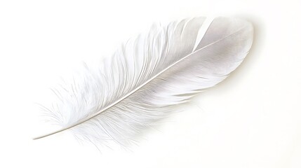 Obraz premium Isolated white bird feather with delicate details isolated on solid white background.