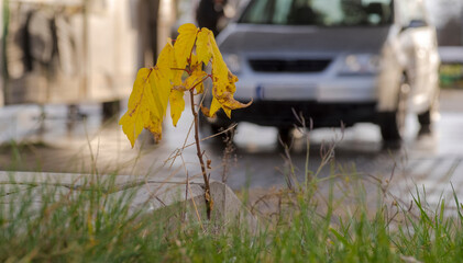 Mały klon jesionolistny (siewka) z liśćmi w żółtym kolorze jesiennym. Malutkie drzewo rosnące w szczelinie chodnika. Roślina pionierska podbija nieprzyjazne środowisko miejskie w chodniku.    © Grzegorz