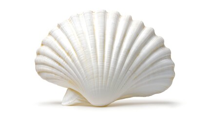 Isolated white seashell with smooth texture isolated on solid white background.